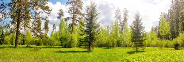 Panoramic view of the trees on the sunny field with flowers — стоковое фото