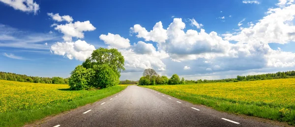 View of the asphalt road with beautiful trees and with field of fresh green grass and dandelions. — Stock fotografie