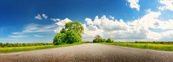 Panoramic view of the asphalt road with beautiful trees and with field of fresh green grass and dandelions. — Stock fotografie