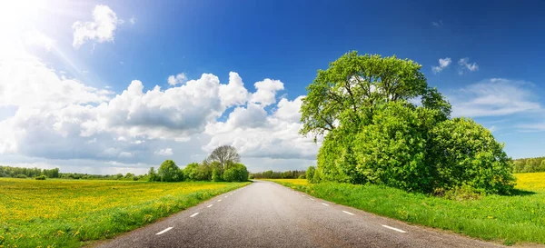 View of the asphalt road with beautiful trees and with field of fresh green grass and dandelions. — Fotografia de Stock