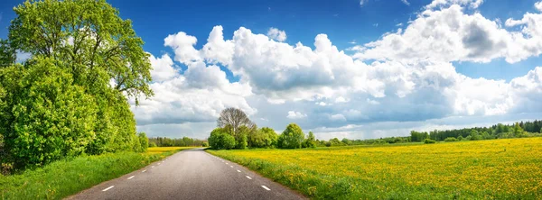 Panoramic view of the asphalt road with beautiful trees and with field of fresh green grass and dandelions. — Foto de Stock