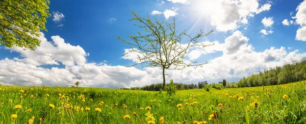 Lonely Young Tree First Leaves Green Field Beautiful Background Natural — 스톡 사진