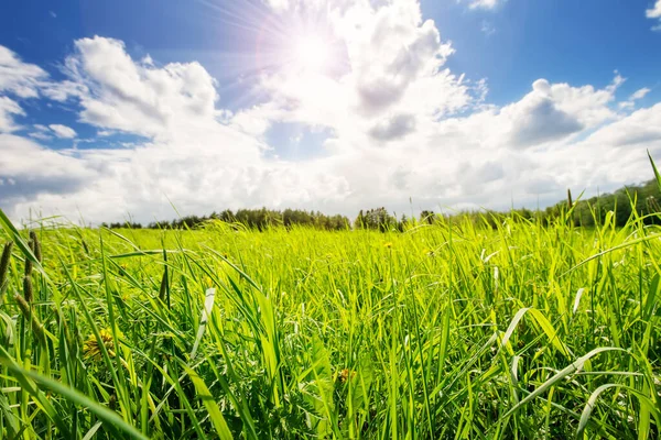 Fresh Green Grass Background Sunny Spring Day Beautiful View Plain — Foto Stock