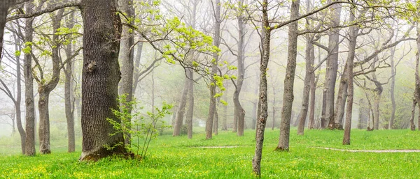 Прекрасный вид на туманный лес весной — стоковое фото