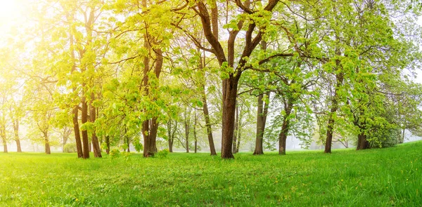 Saftiges Laub an den Bäumen im nebligen Frühlingswald. — Stockfoto