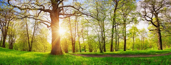 朝の春の森の美しいパノラマ. — ストック写真