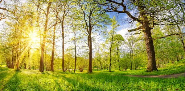 Zonsopgang in het voorjaarsbos in de ochtend — Stockfoto