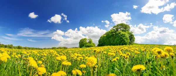 Зеленое поле с желтыми одуванчиками и голубым облачным небом — стоковое фото