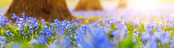 Kék hóvirág virágzik a tavaszi erdőben. — Stock Fotó