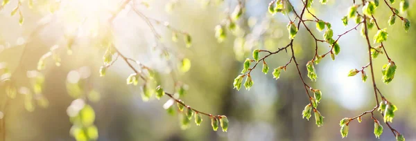 Närbild av björkgrenen med unga blad och knopp. — Stockfoto