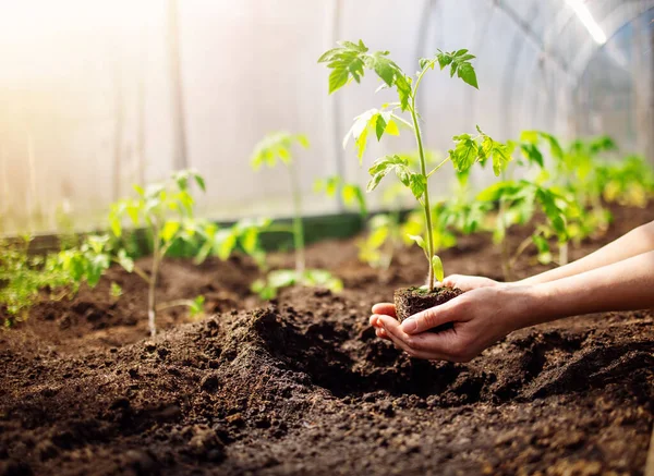 Manos humanas plantando brotes de tomates en invernadero — Foto de Stock