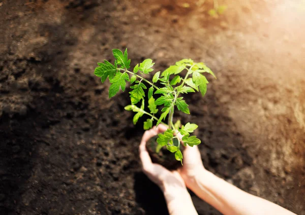 Mãos de mulher cuidando de uma planta cultivada de sementes no solo. — Fotografia de Stock