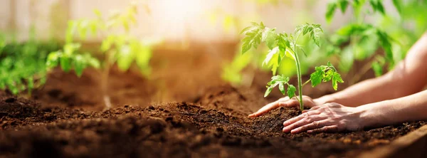 Manos humanas plantando brotes de tomates en invernadero — Foto de Stock