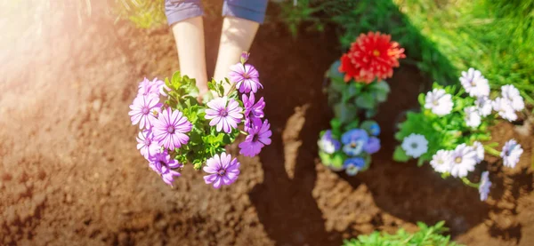 Женские руки кладут цветы в черную почву — стоковое фото