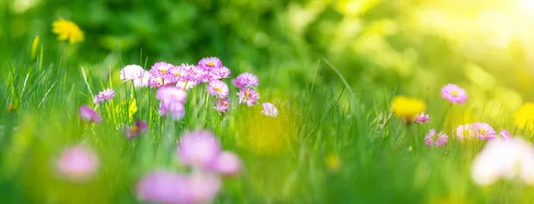 白やピンクの春のデイジーの花がたくさんある草原 — ストック写真