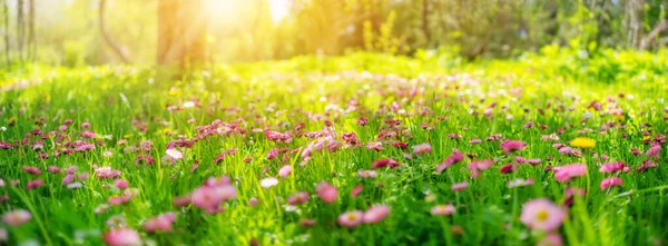 Łąka z dużą ilością białych i różowych wiosennych stokrotek — Zdjęcie stockowe
