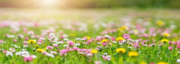 Meadow with lots of white and pink spring daisy flowers — Stock Photo, Image