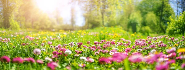 Prato con un sacco di fiori di margherita primavera bianchi e rosa — Foto Stock