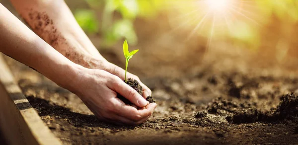 Human hands taking care of a seedling in the soil