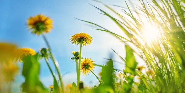 Yellow dandelions on the spring field on sunlight — Stock Photo, Image