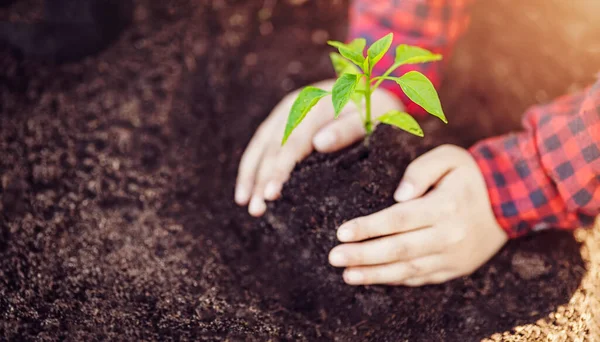 Hände eines Kindes, das eine junge Pflanze in der Erde hält. — Stockfoto