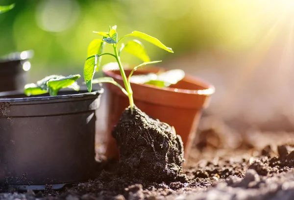 Nahaufnahme Des Jungen Austreibens Der Paprika Mit Wurzeln Schmutz Konzept — Stockfoto