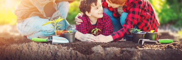 Moeder, vader en hun zoon planten jonge spruit in het vuil. — Stockfoto