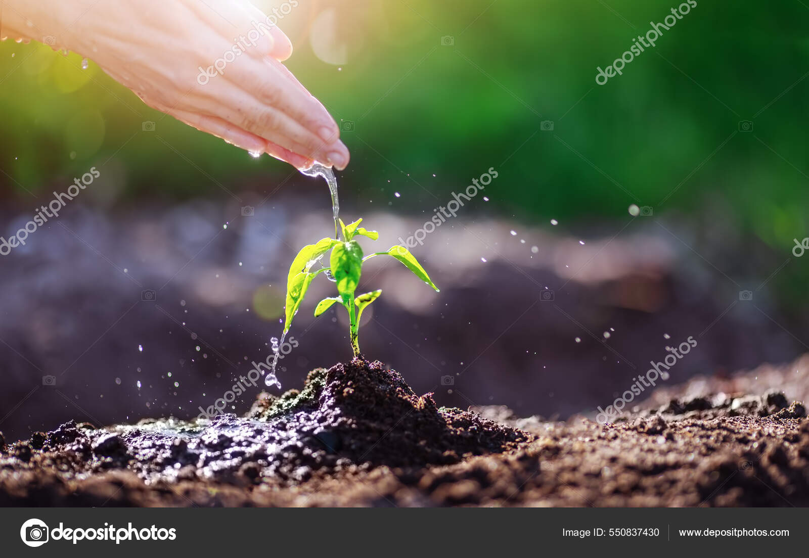 Young Growing Plant On The Human Hand With Icon Of Watering Shower