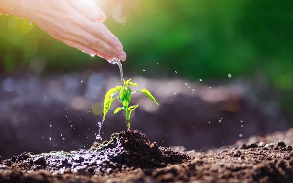 Ludzka ręka podlewa młode kiełki sadzone w glebie — Zdjęcie stockowe