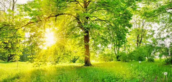 春天自然公园里盛开的栗树美丽的景色. — 图库照片
