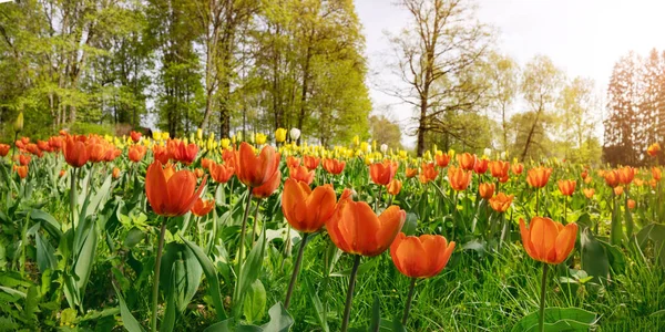 Parque florestal com tulipas vermelhas e amarelas jovens. — Fotografia de Stock