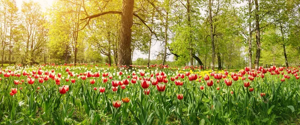 Parque florestal com tulipas vermelhas e brancas jovens. — Fotografia de Stock