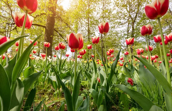 Vista de perto das jovens tulipas vermelhas e amarelas. — Fotografia de Stock