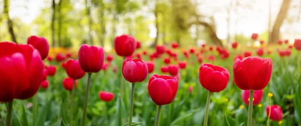 Close-up zicht op de jonge rode tulpen. — Stockfoto