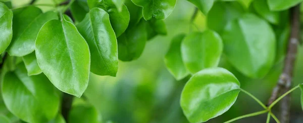 Panorama närbild bakgrund med färska unga blad av päronträdet. — Stockfoto