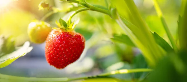 园中草莓果的全景全景特写 — 图库照片