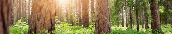 Kilátás Nyílik Napsütötte Erdőre Tavasszal Reggel Gyönyörű Háttér Természeti Park — Stock Fotó
