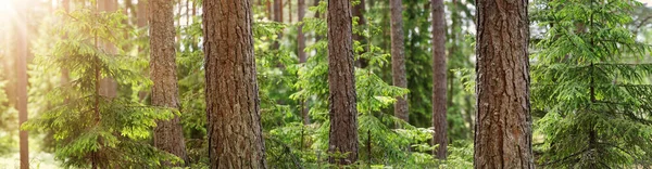 Πανοραμική Θέα Του Κωνοφόρου Δάσους Την Άνοιξη Ηλιόλουστο Πρωί Φυσικό — Φωτογραφία Αρχείου