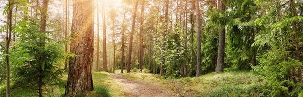 Vista Panorâmica Trilha Selvagem Floresta Fervente Manhã Parque Natural Selvagem — Fotografia de Stock