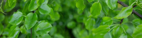 Panoramahintergrund Mit Frischem Jungen Laub Des Birnbaums Grüne Kulisse — Stockfoto
