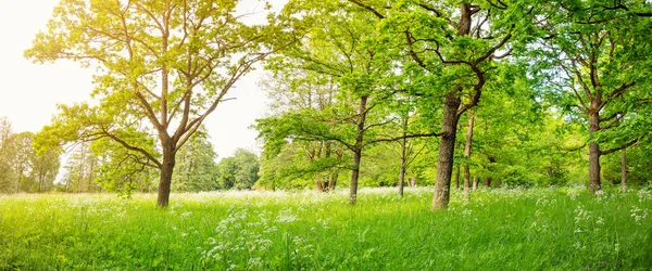 Hermosa Vista Del Parque Natural Con Árboles Con Follaje Joven — Foto de Stock