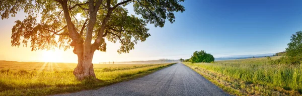 Alone Old Tree Countryside Rural Road Panoramic Background Natural Park — Foto de Stock
