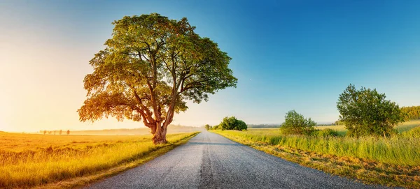Alone Old Tree Countryside Rural Road Panoramic Background Natural Park — Φωτογραφία Αρχείου