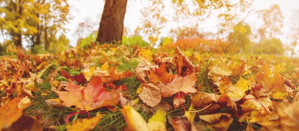 Close View Colourful Leaves Ground Autumnal Park Panoramic Wallpaper — Stockfoto