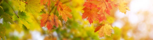 Colourful Marple Leaves Branches Autumnal Park Closeup Panoramic View — Stok fotoğraf