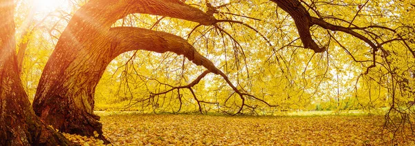 Large Old Tree Standing Autumnal Park Panoramic View — Stock fotografie