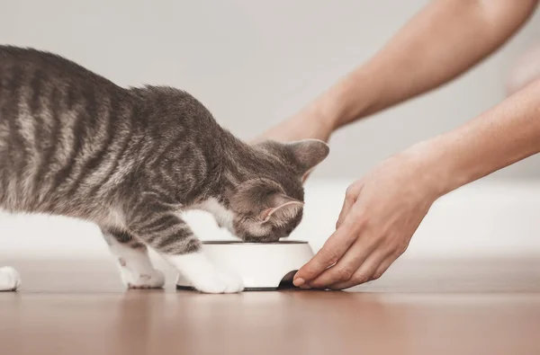 Woman Feeding Grey Kitten Cats Meal Indoors Concept Friendship Human — Stock Fotó