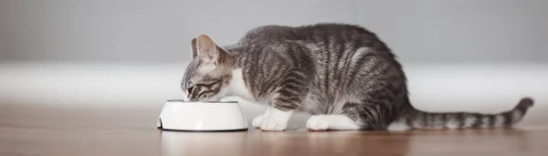 Little Grey Kitten Feeding Cats Meal Indoors Panoramic Background — Stockfoto