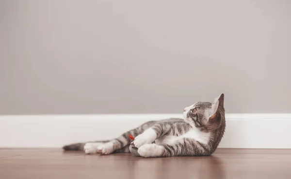 Little Gray Kitten Lying Floor Indoors Concept Friendship Love Pets — Stock Fotó