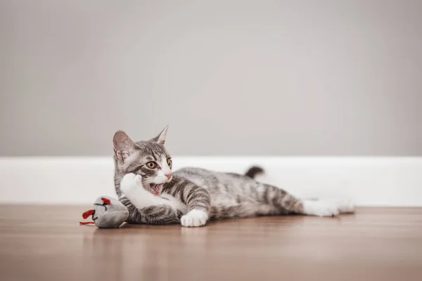 Little Gray Kitten Lying Floor Indoors Concept Friendship Love Pets — Stock Fotó